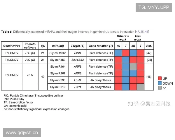 新西兰G组赛程优势分析